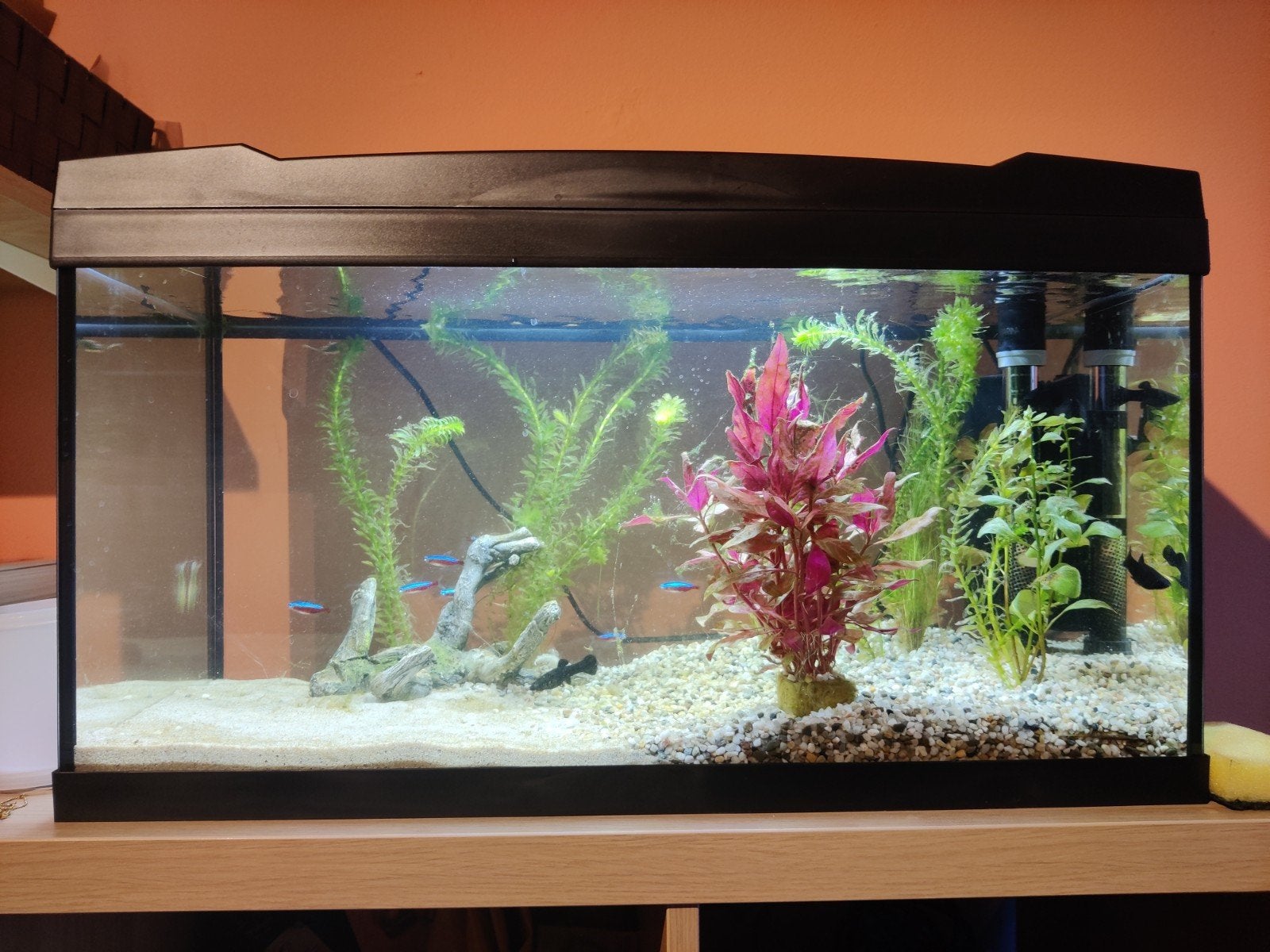 Marina aquarium 60L, Dieren en Toebehoren, Ophalen, Inclusief deksel, Gebruikt