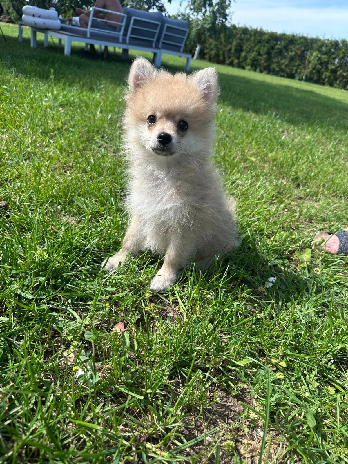 Pomeranian | pomeriaan | keeshond pups evt vakantie oppas, 8 tot 15 weken, Parvo, Meerdere dieren, Eén hond