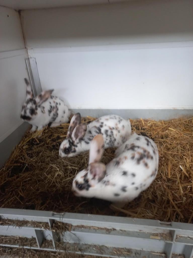 konijnen Dalmatiner rex drie kleur, Meerdere dieren, Middelgroot, 0 tot 2 jaar