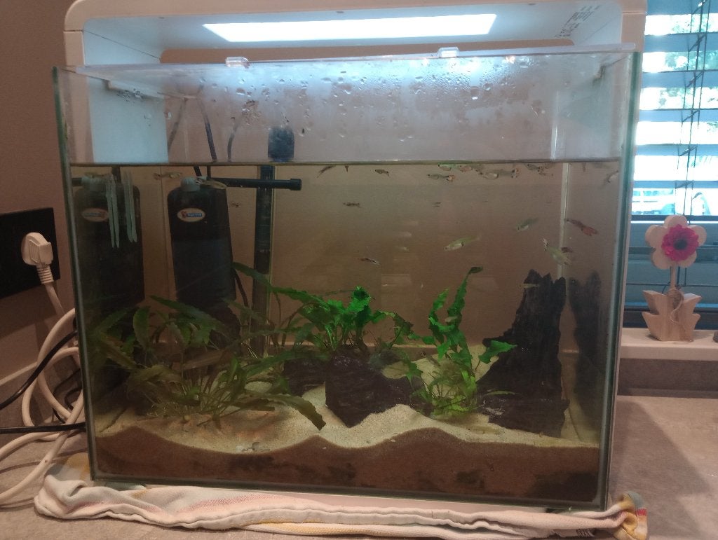 Aquarium, Ophalen, Inclusief vissen, Gebruikt, Gevuld zoetwateraquarium