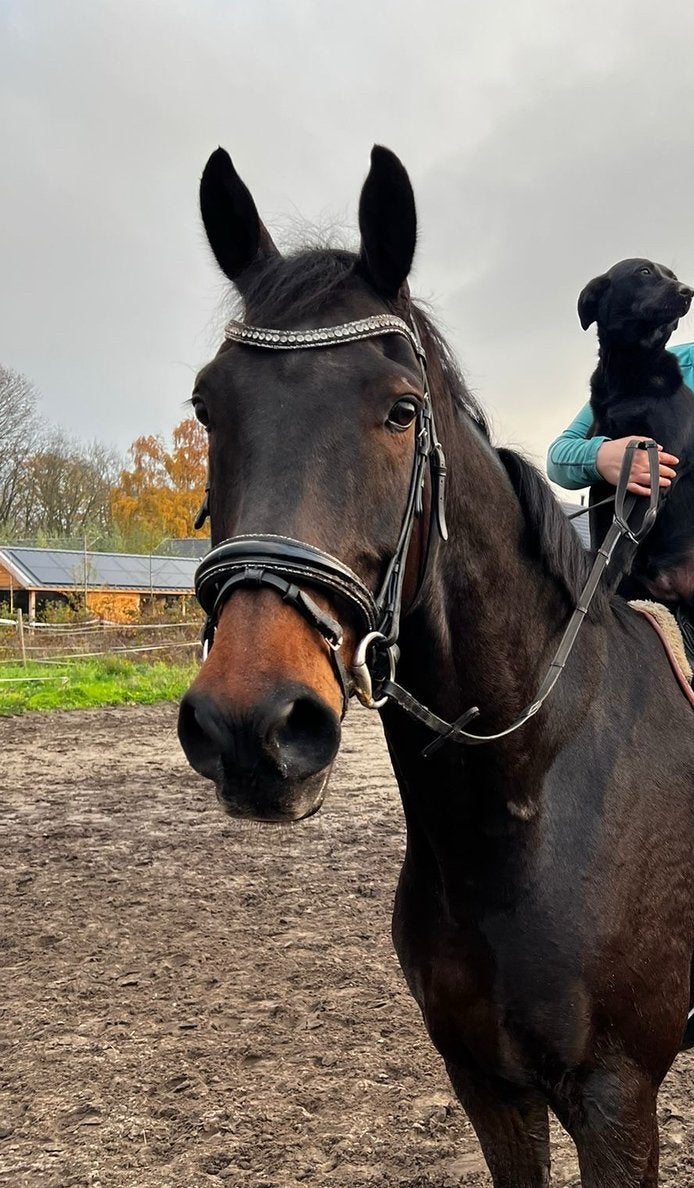Zeer mooi Nika hoofdstel maat extra full!, Ophalen of Verzenden, Zo goed als nieuw, Hoofdstel, Full