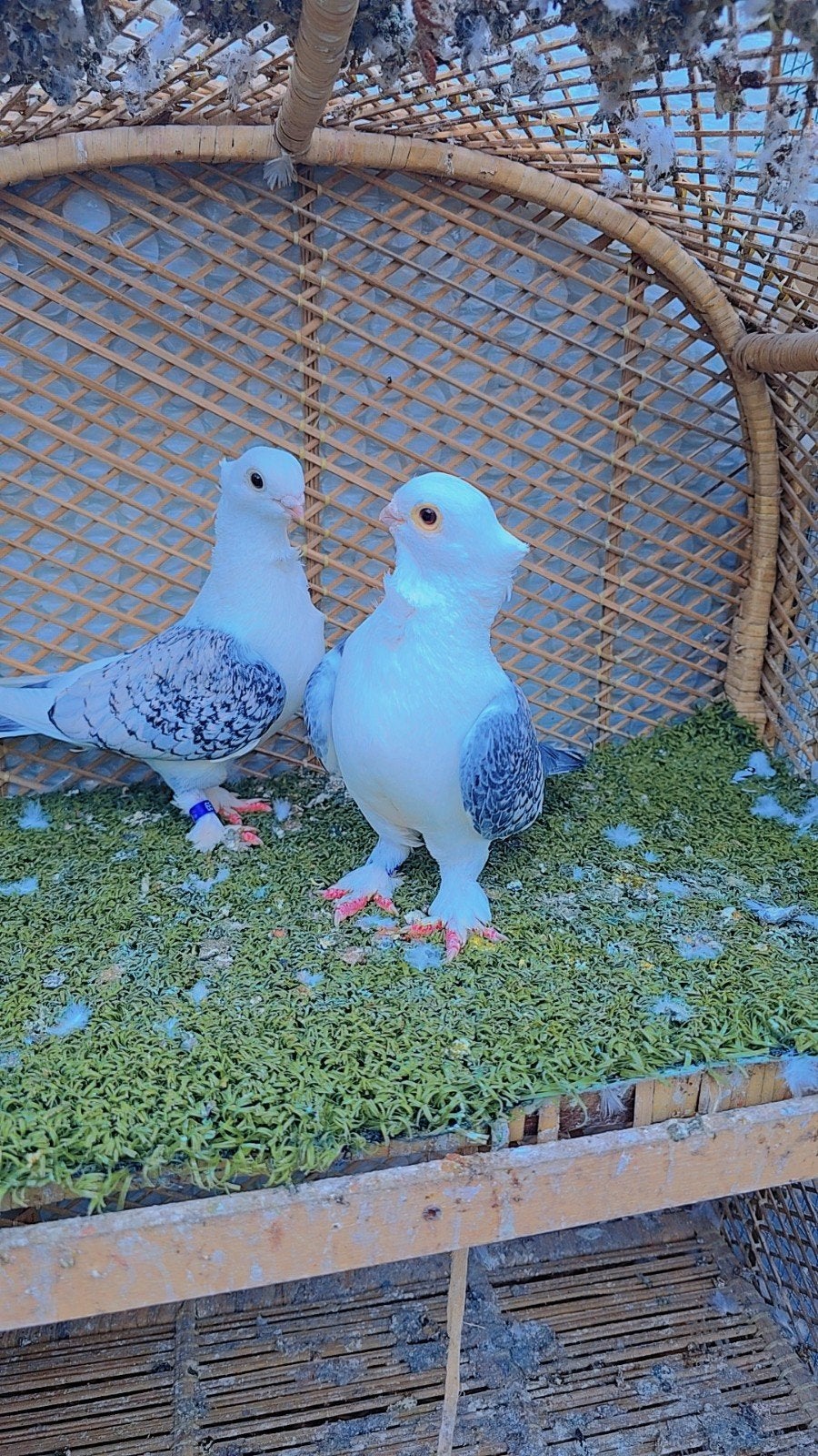 Duiven te koop, Meerdere dieren, Overige soorten