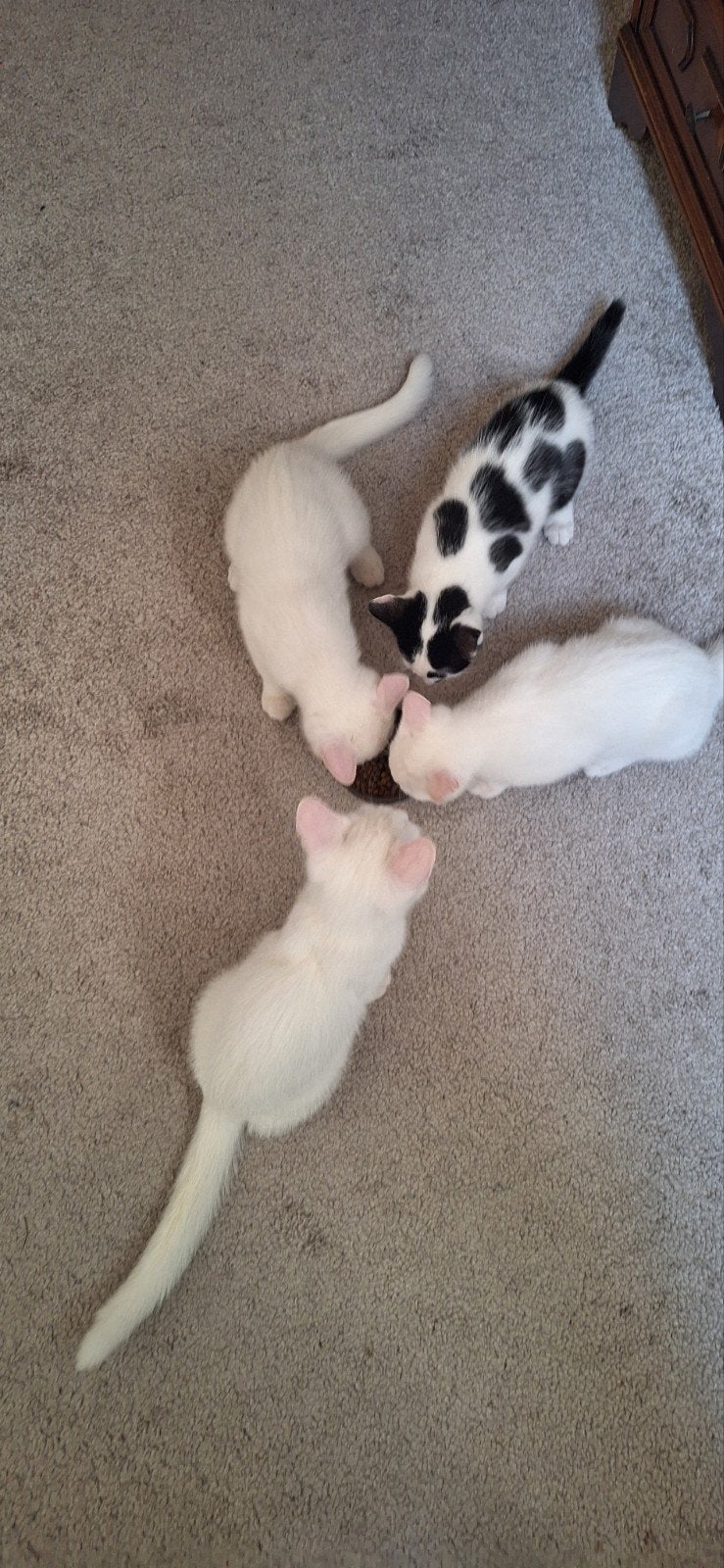 3 kittens geboren 26 mei 2026, Meerdere dieren, Kortharig, 0 tot 2 jaar