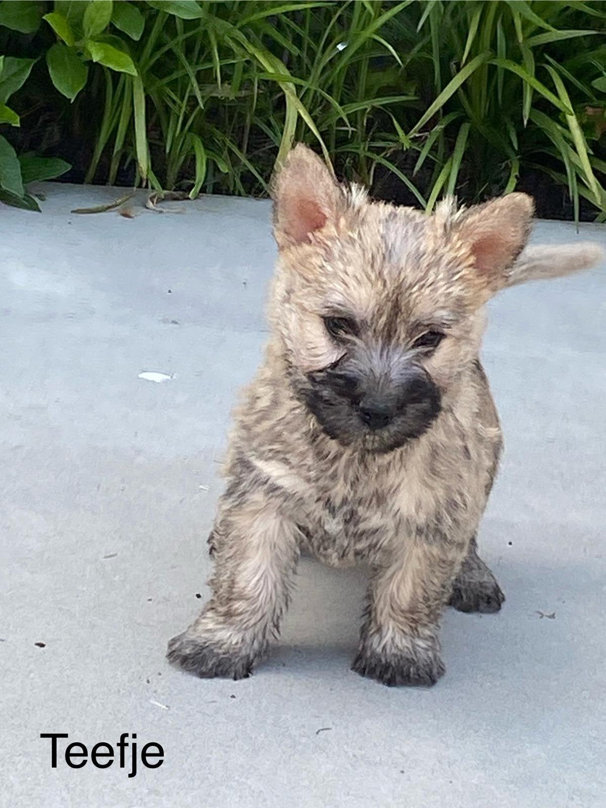 Cairn terrier 2 teefjes, België, Overige rassen, 8 tot 15 weken, Parvo