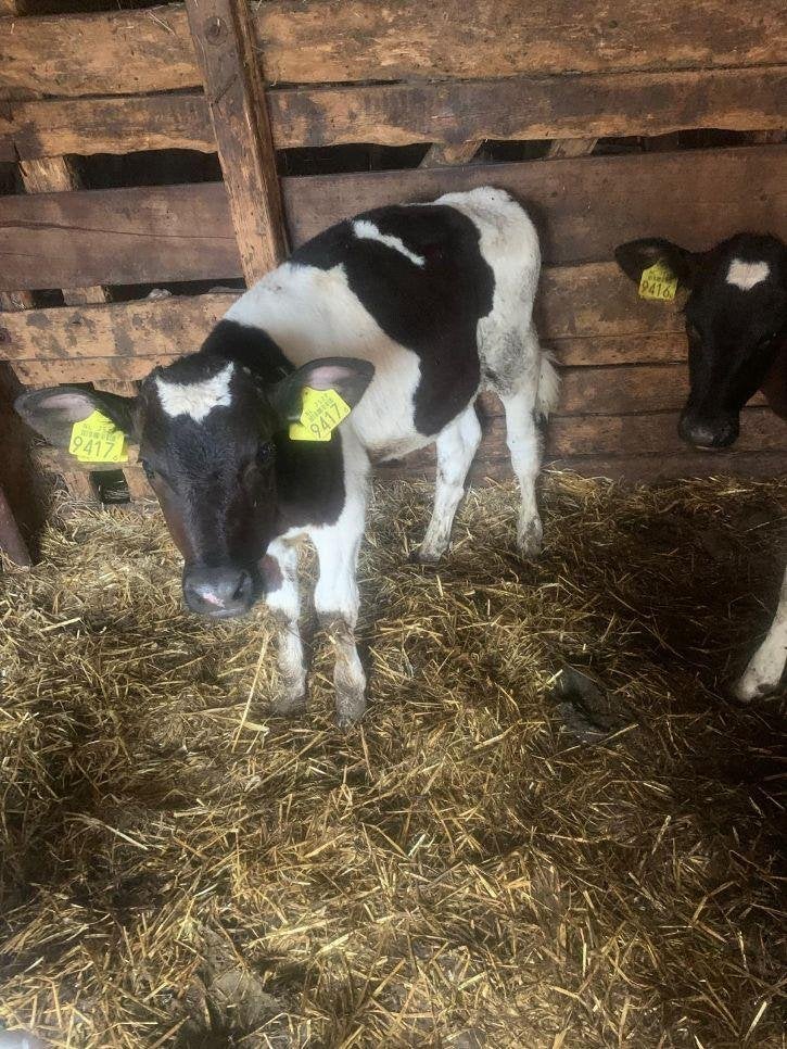 stiertje en Fordson-onderdelen, Dieren en Toebehoren, Runderen, Mannelijk, 0 tot 2 jaar