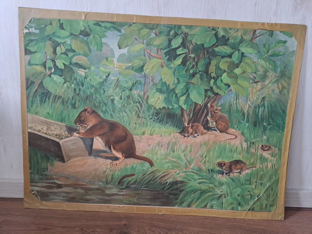 Vintage educatieve plaat: Knaagdieren, Antonio Vallardi, Antiek en Kunst, Ophalen, Natuur en Biologie