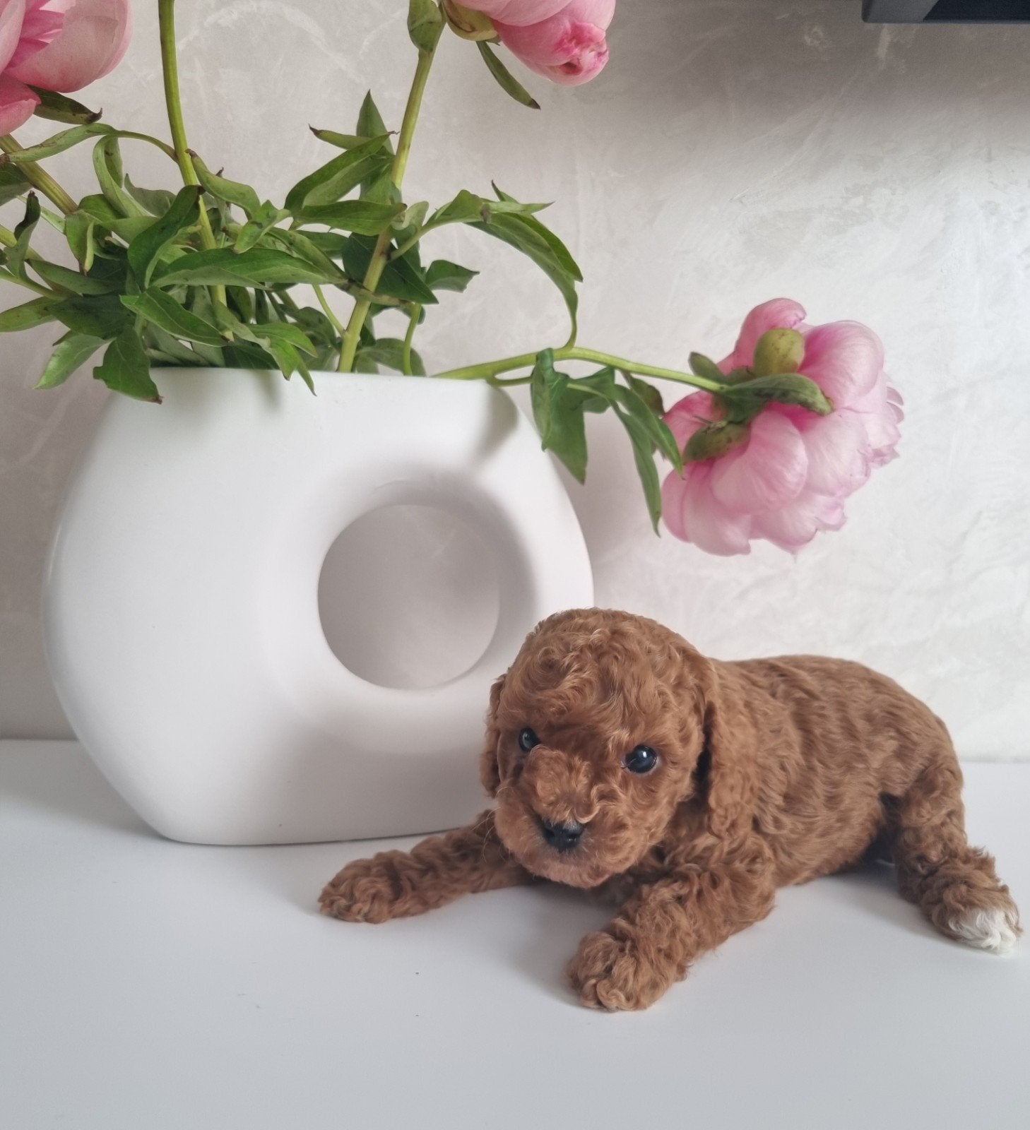 Prachtige Toy poedel pups, Dieren en Toebehoren, Honden | Chihuahua's en Gezelschapshonden, Poedel, Parvo, 8 tot 15 weken, Meerdere