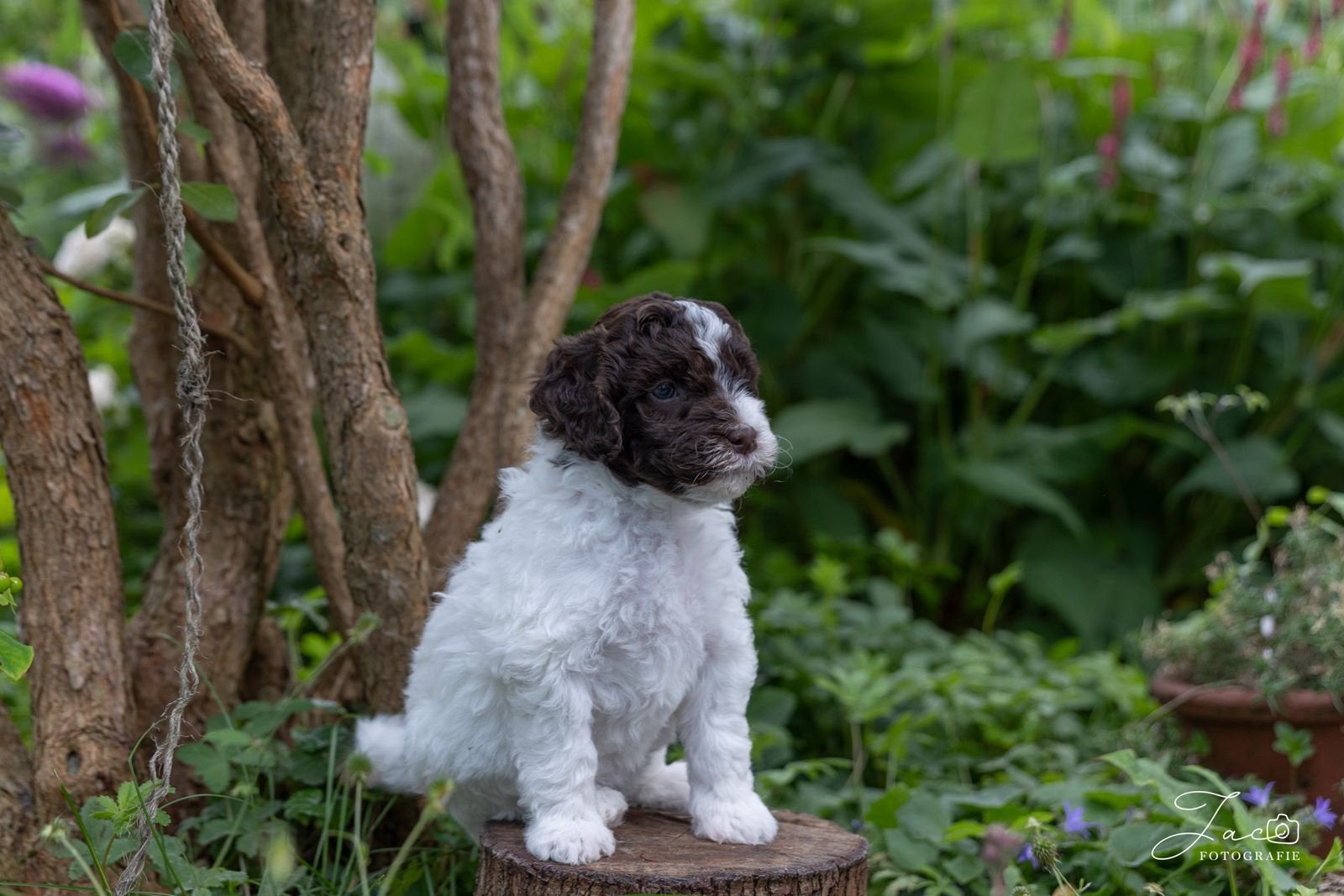 Nog 1 prachtige doodle beschikbaar, Parvo, 8 tot 15 weken, Meerdere, Meerdere dieren