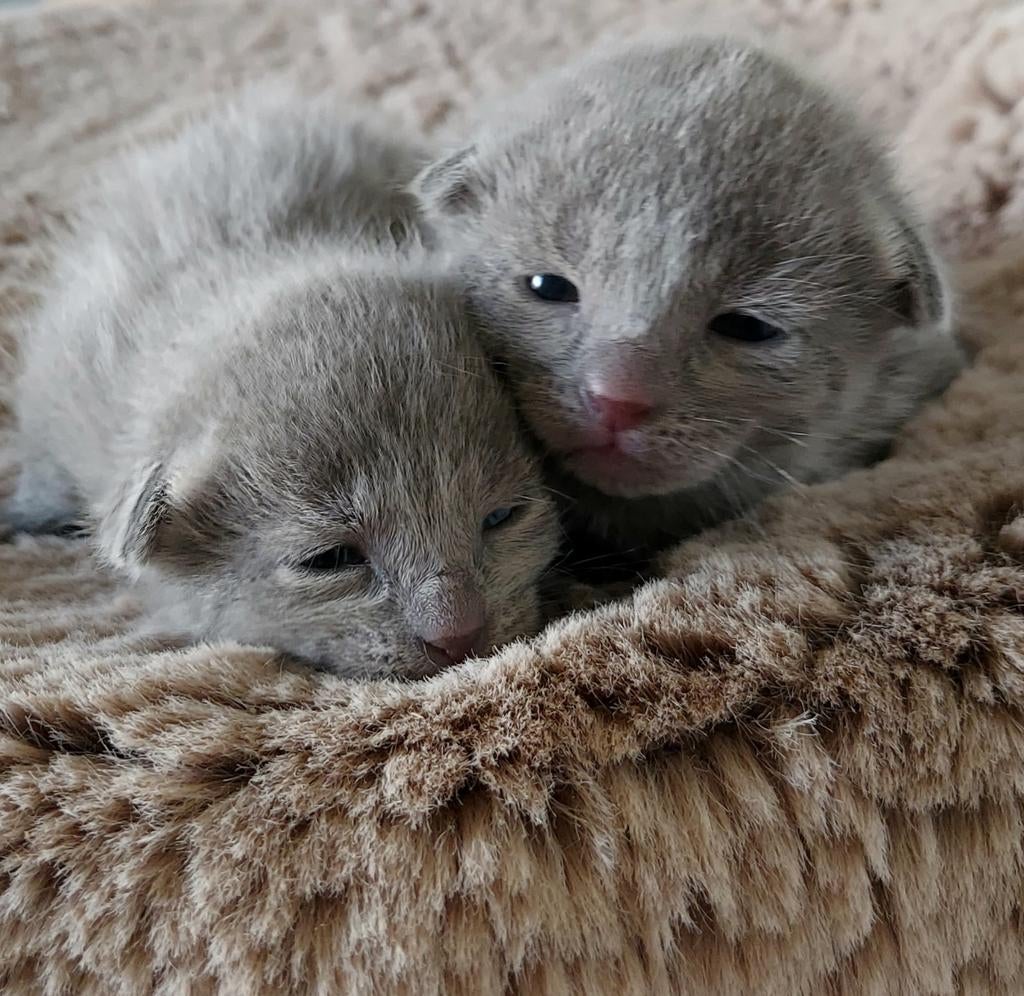 Blauwe Rus Kittens met Stamboom, Dieren en Toebehoren, Meerdere dieren, Met stamboom