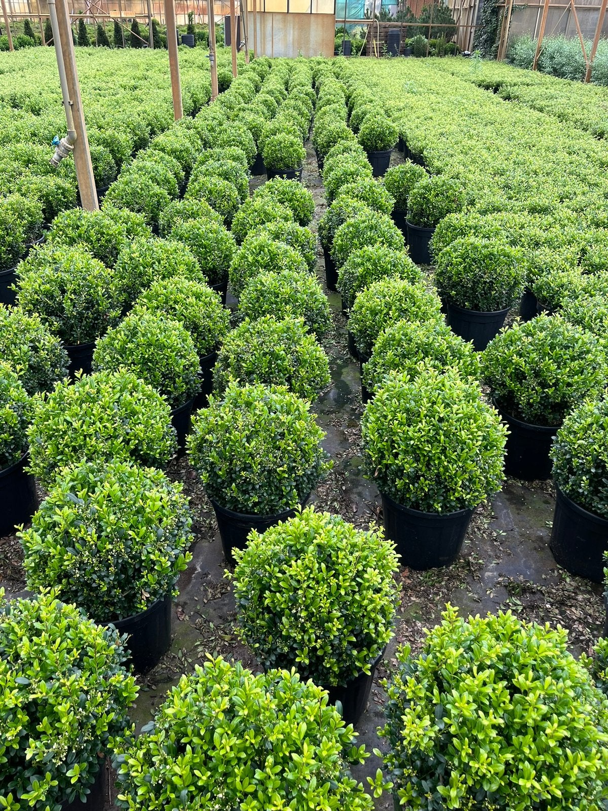 Foto 6 van Ilex bollen - Diverse andere soorten in bolvorm