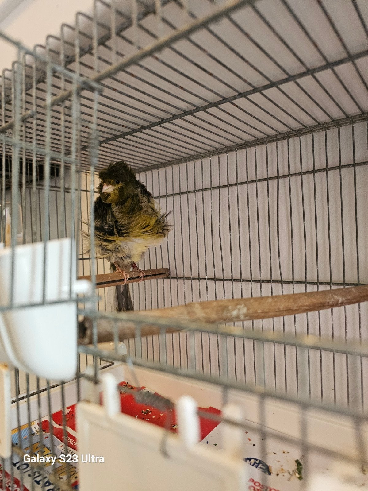 Gloster kanarie, Dieren en Toebehoren, Vogels | Kanaries, Mannelijk, Kleurkanarie
