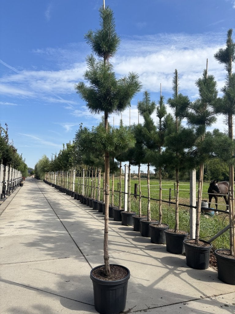 Pinus sylvestris 12/14 cm – Grove den, Tuin en Terras, In pot, Bloeit niet, Halfschaduw, Overige soorten