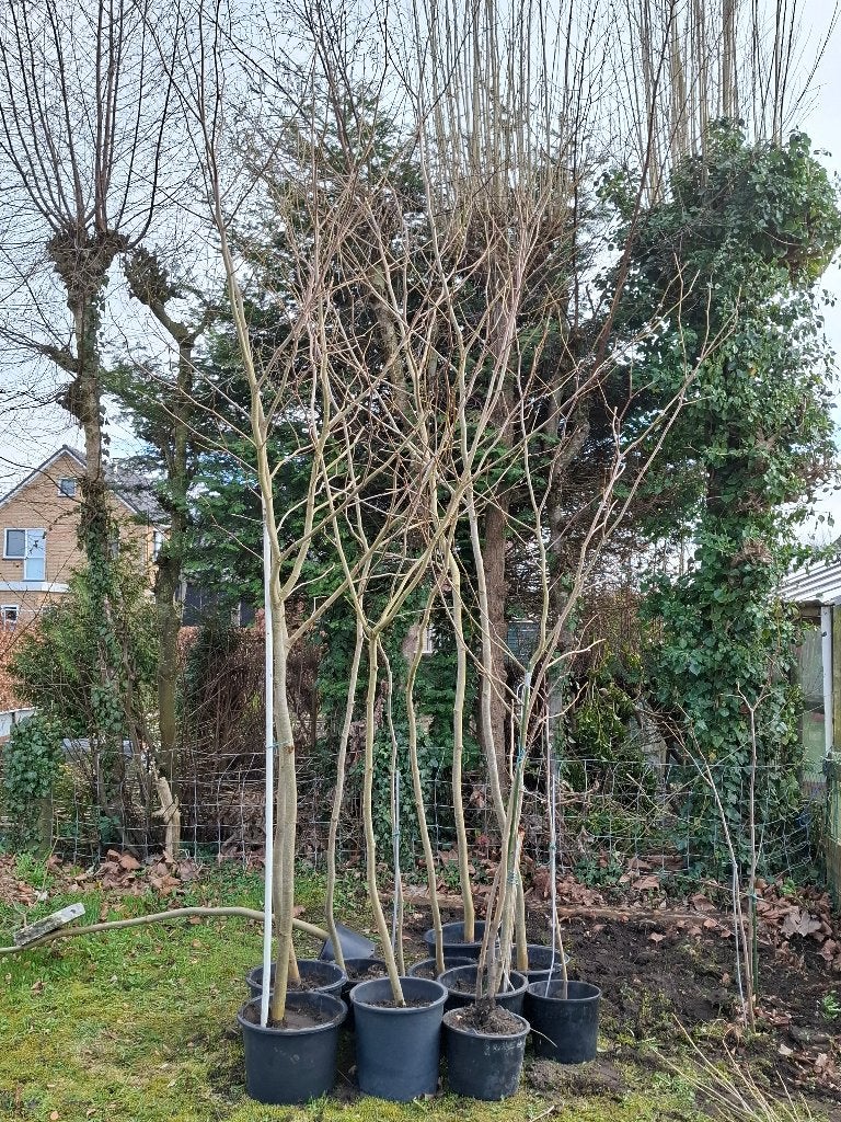 Te koop platanen bomen, Ophalen, Volle zon, Overige soorten