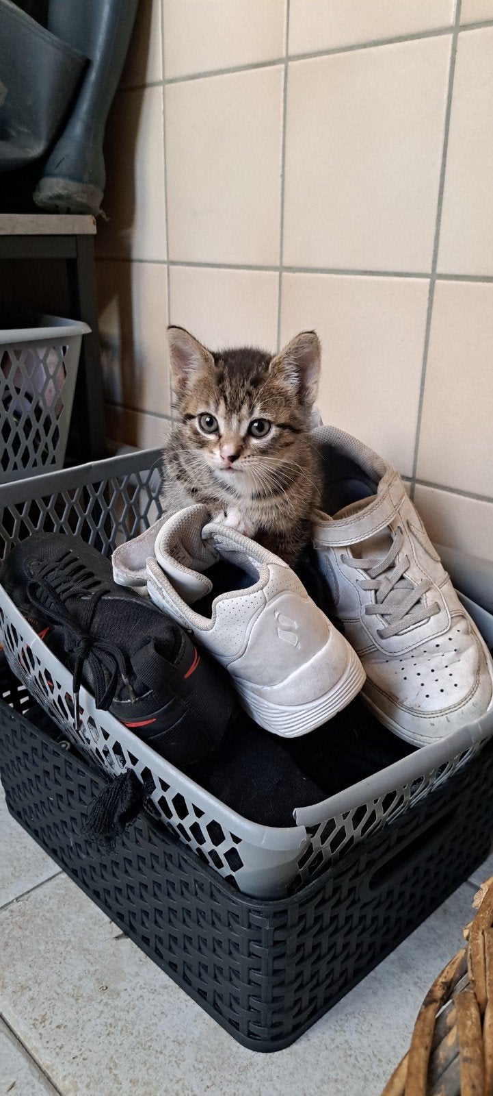 Lieve, makke kittens zoeken een nieuw huisje!, Meerdere dieren, Langharig, 0 tot 2 jaar