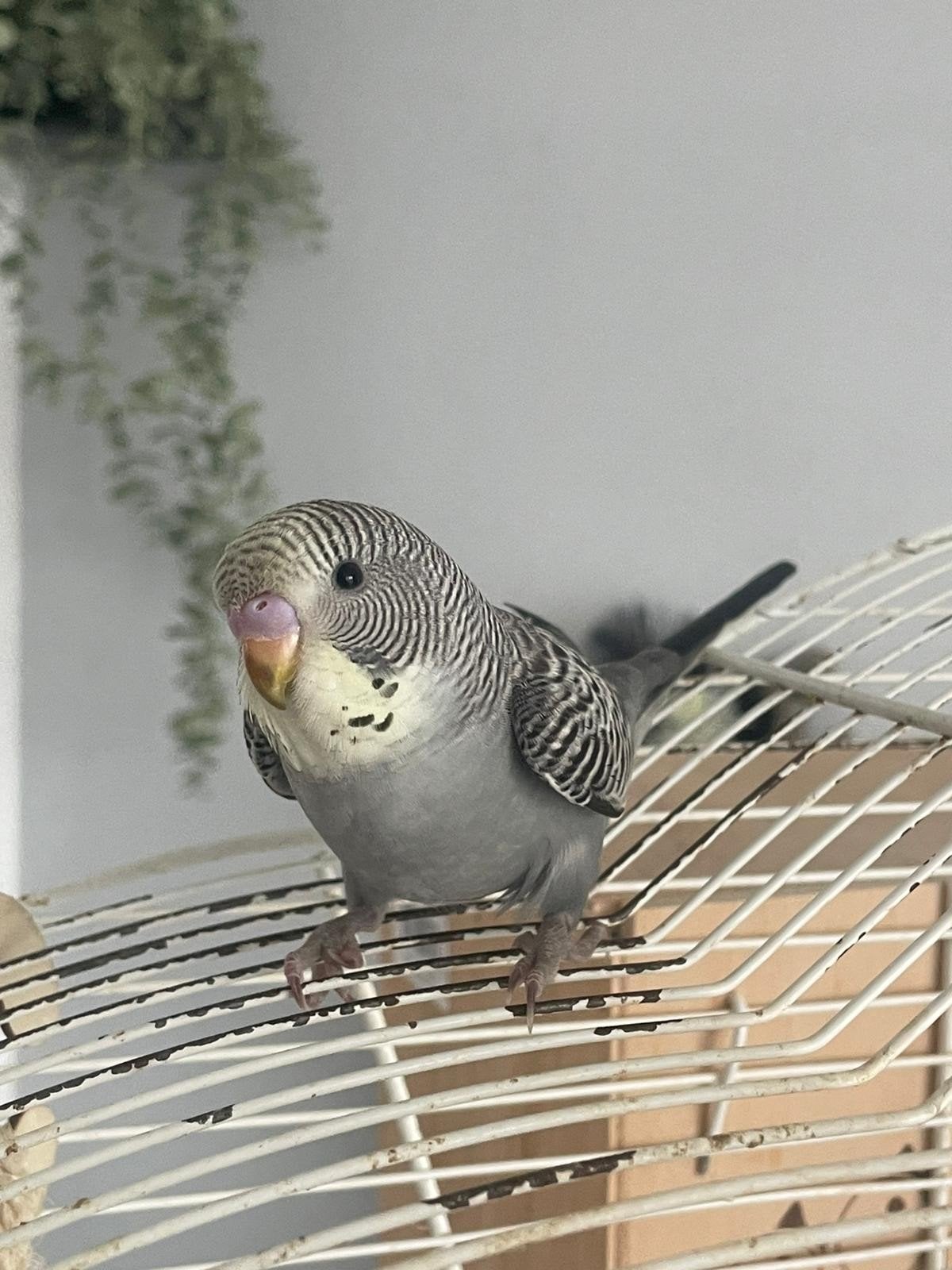 Jonge parkietje ter overname.  per stuk 15, Dieren en Toebehoren, Vogels | Parkieten en Papegaaien, Meerdere dieren, Parkiet