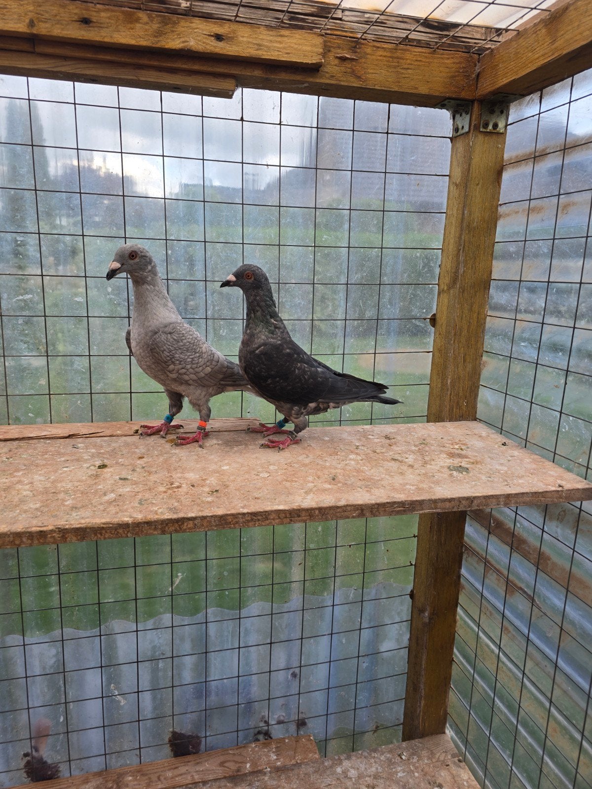Opal spread postduiven duiven te koop, Dieren en Toebehoren, Meerdere dieren, Postduif