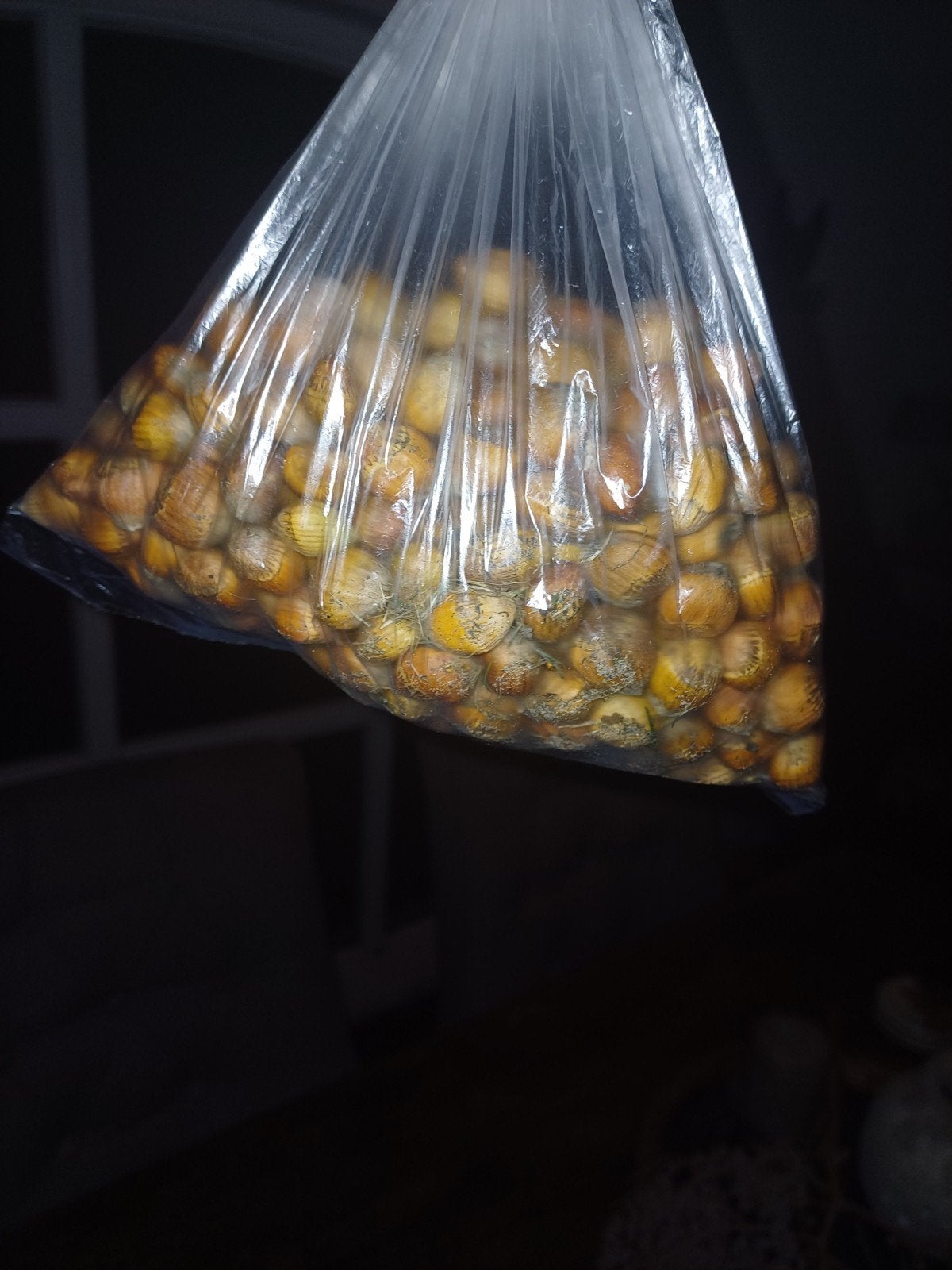 Verse Biologische Hazelnoten – Vers geraapt in Someren, Ophalen