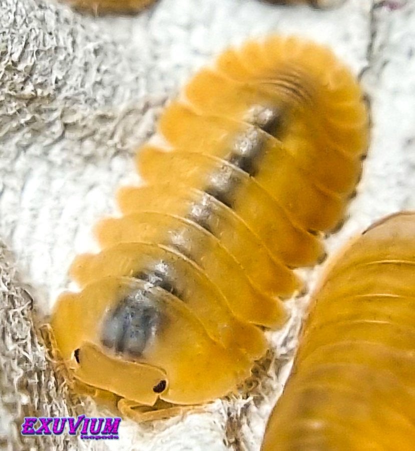 Cubaris sp. Orange Freezy isopods / pissebedden, Dieren en Toebehoren, Insecten en Spinnen, Overige soorten