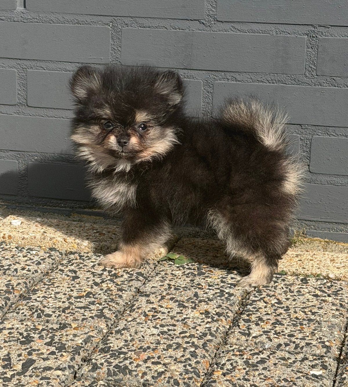 Pomeriaan puppy’s met NL FCI stamboom show kwaliteit, Keeshond, CDV (hondenziekte), 8 tot 15 weken, Meerdere