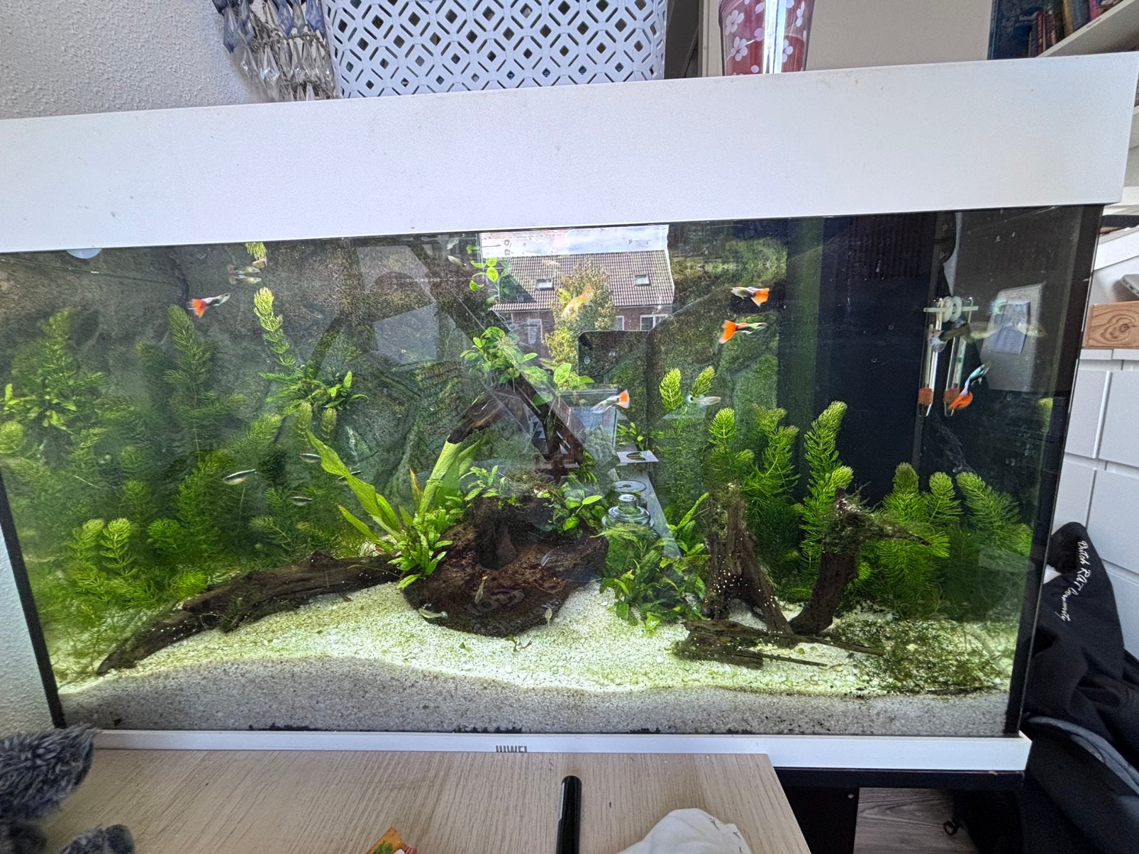 2 aquariums, Ophalen, Zo goed als nieuw, Gevuld zoetwateraquarium