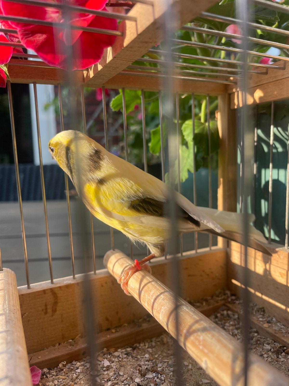 Timbrado Pop 2025., Dieren en Toebehoren, Vogels | Kanaries, Vrouwelijk, Kleurkanarie