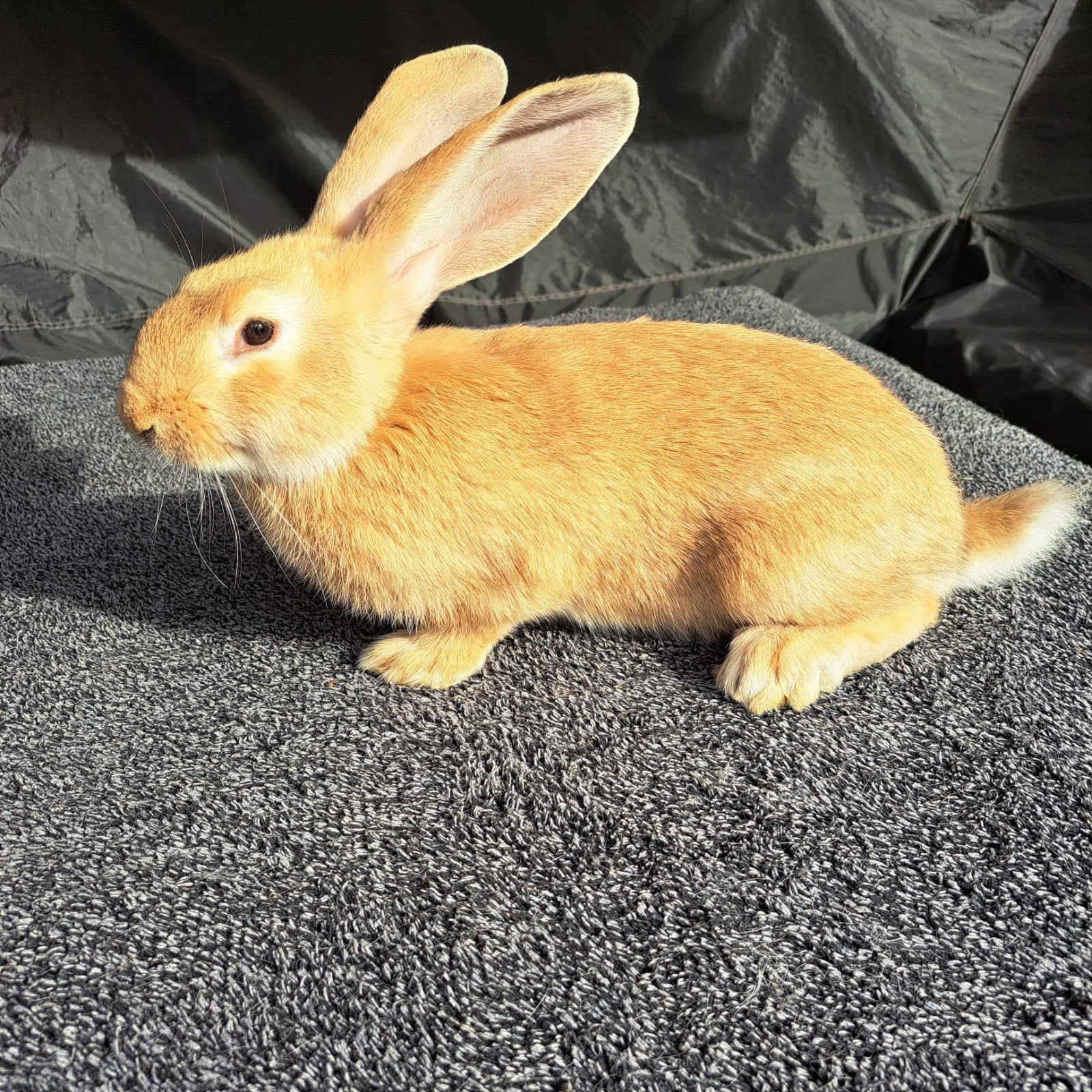 Vlaamse reus / lotharinger, Dieren en Toebehoren, Mannelijk, Groot, 0 tot 2 jaar