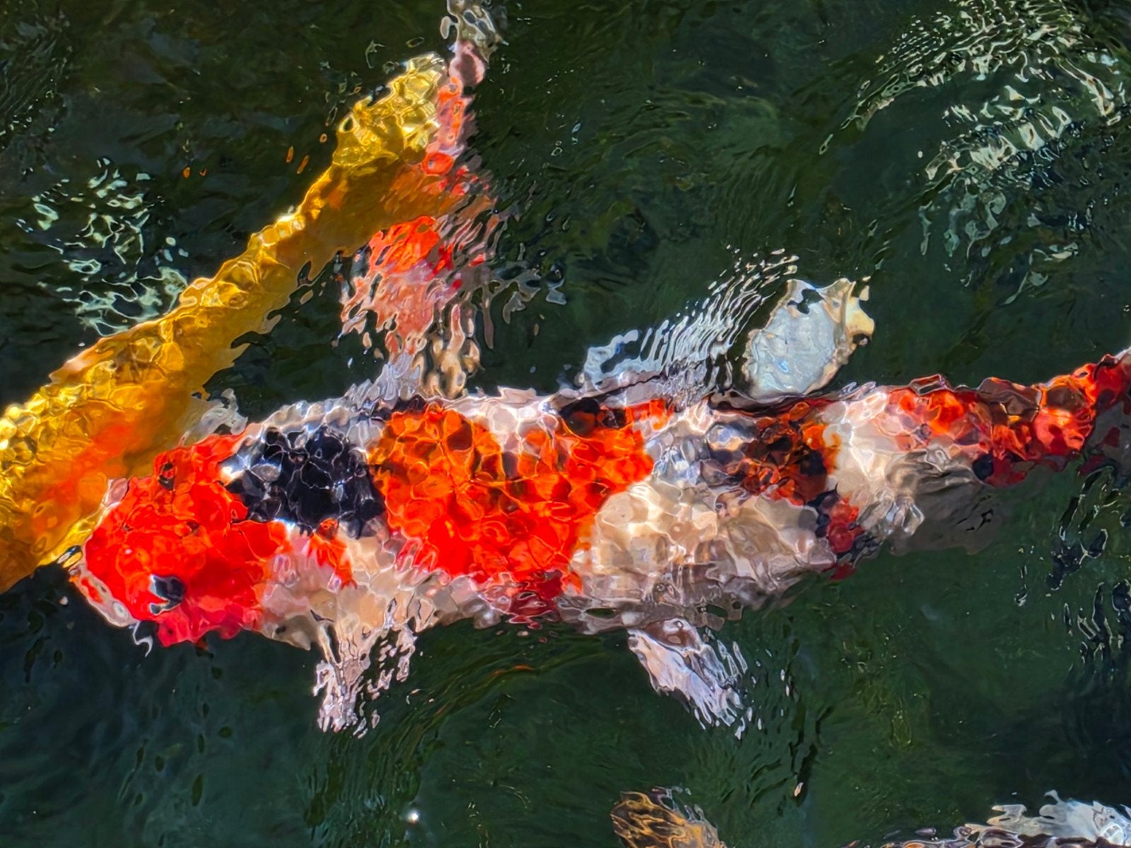 koi, Karper of Koi