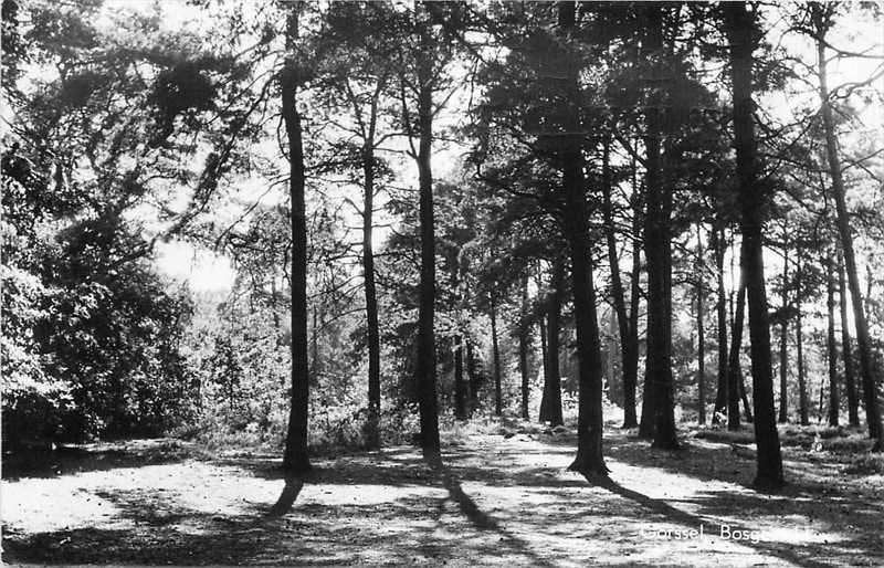 377-133-025 Gorssel  Bosgezicht, Verzenden, Voor 1920, Gelderland