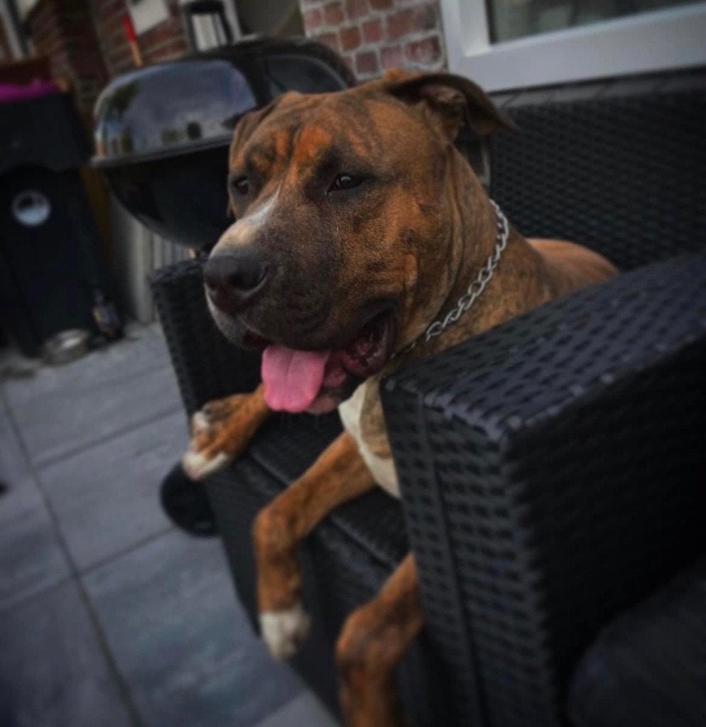 Bandog x stafford Gecastereerde Reu, Dieren en Toebehoren, Honden | Jack Russells en Terriërs, Reu, American Staffordshire Terriër