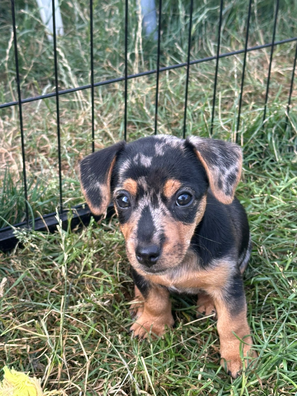 Lief en knap Jack Russel pup,  Merle teefje, Jack Russell Terriër, 8 tot 15 weken, Parvo, Meerdere