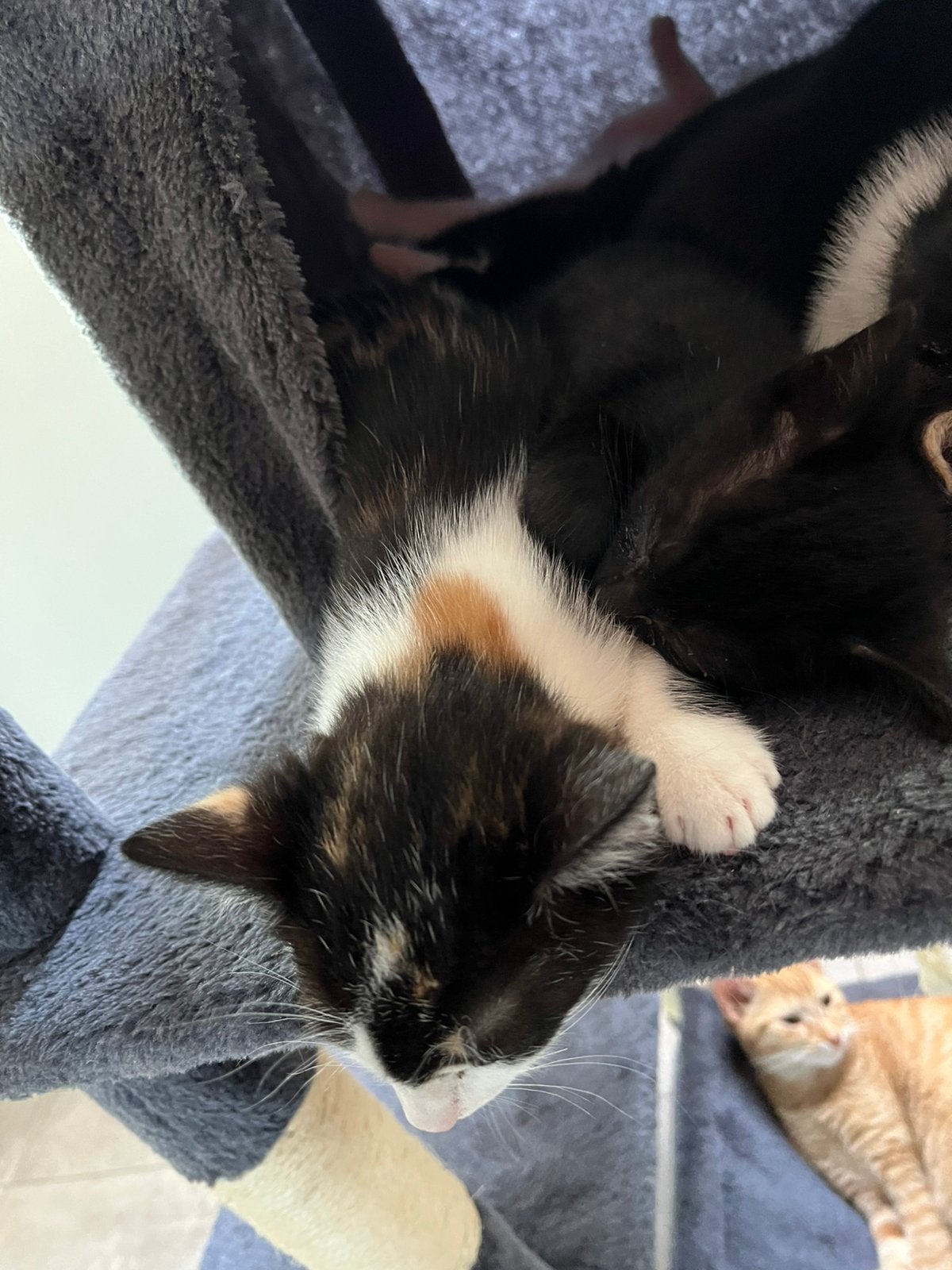 Sociale boerderij kittens, Dieren en Toebehoren, Meerdere dieren, Kortharig, 0 tot 2 jaar