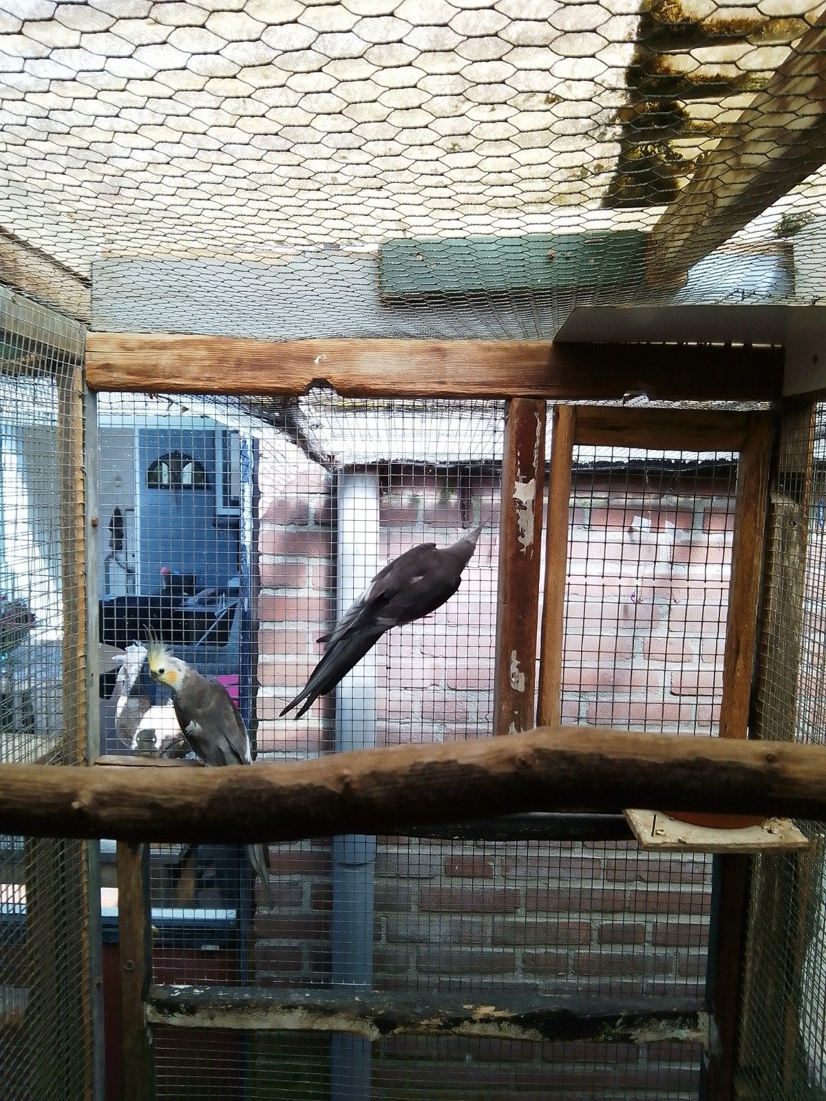 Te koop, Dieren en Toebehoren, Meerdere dieren, Parkiet