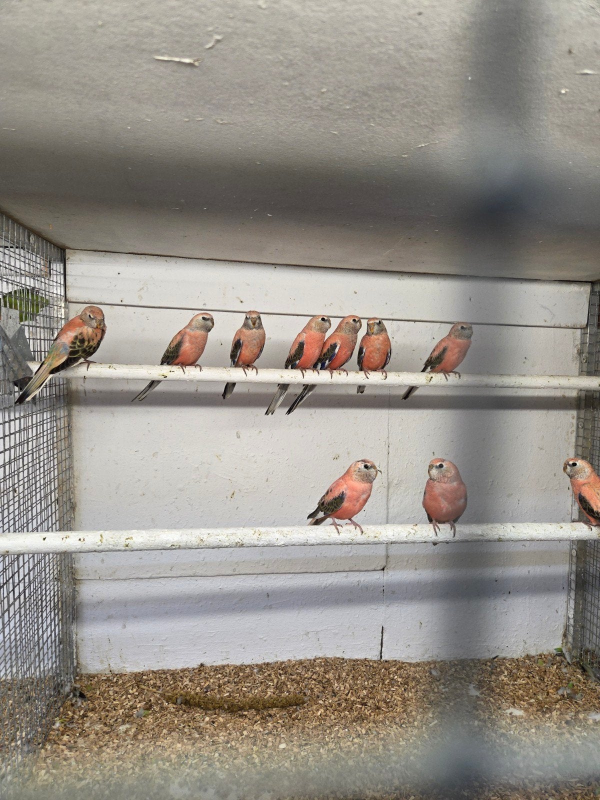 Rose bourks parkieten, Meerdere dieren, Parkiet