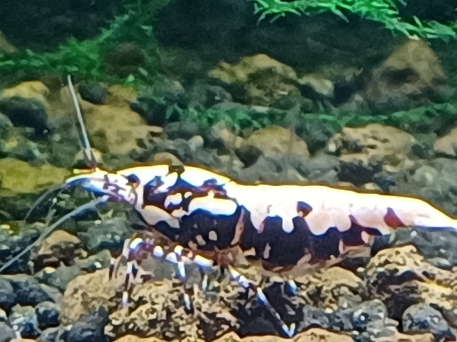 Galaxy Boa/ fisbone, Dieren en Toebehoren, Kreeft, Krab of Garnaal