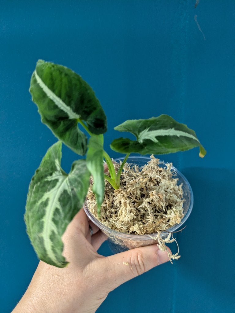 Syngonium Wendlandii plantje, Ophalen of Verzenden, Halfschaduw, Minder dan 100 cm