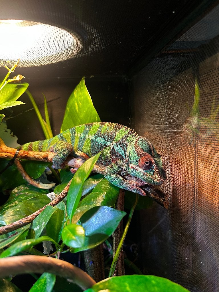 Panterkameleon Chameleon - unknown for sale from tarsier