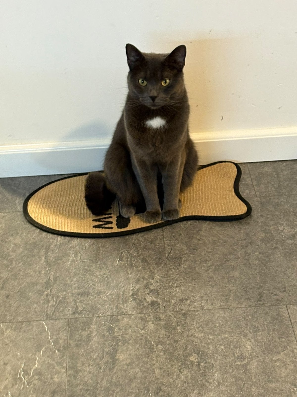 Britse kort haar duman mannetje, Kater