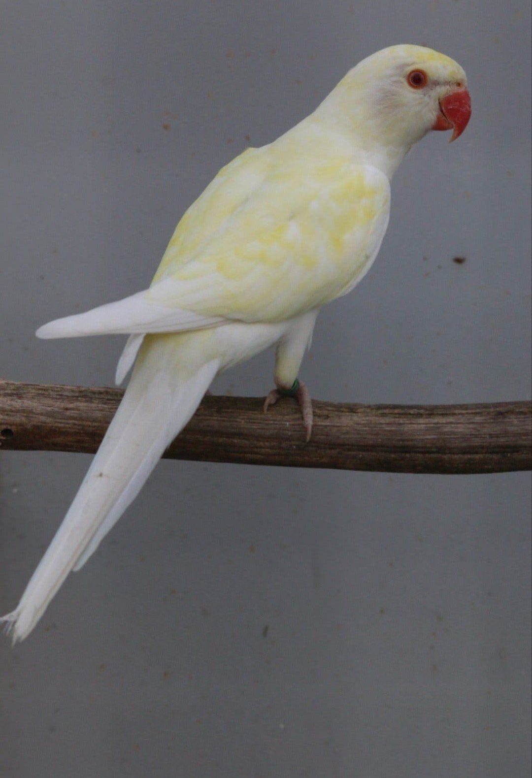 Halsbandparkiet Opaline Bleekstaart Turquoise Ino man 2026, Dieren en Toebehoren, Meerdere dieren, Parkiet, Geringd