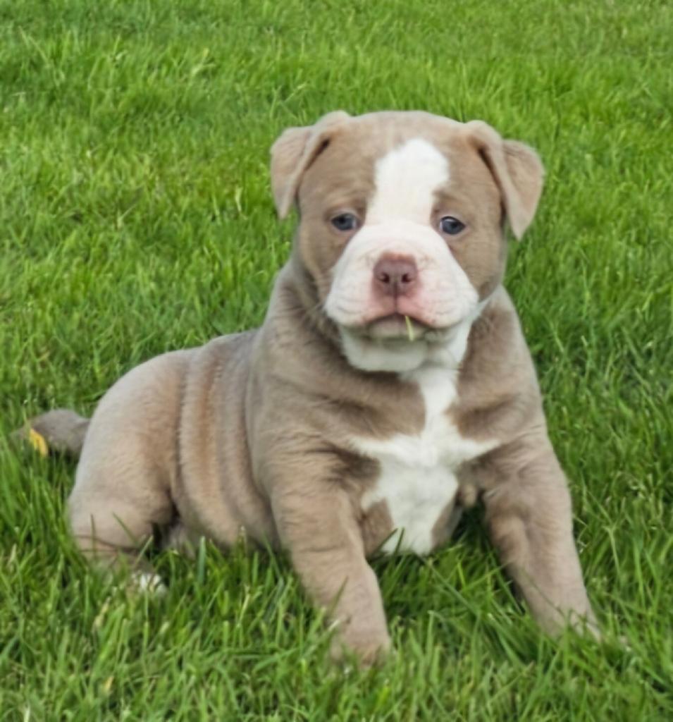 Prachtige Old English Bulldog pup teefje, 8 tot 15 weken, Meerdere, Nederland, Particulier