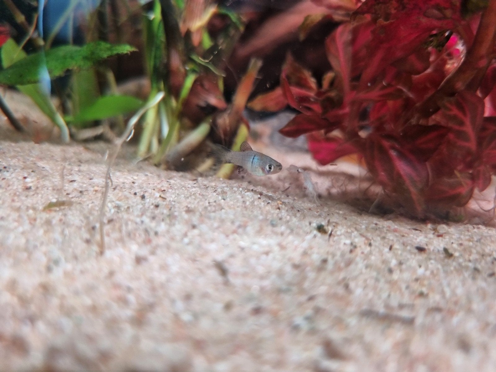 Xiphophorus maculatus Platy voor Tropisch aquarium, Dieren en Toebehoren, Vissen | Aquariumvissen, Vis, Zoetwatervis