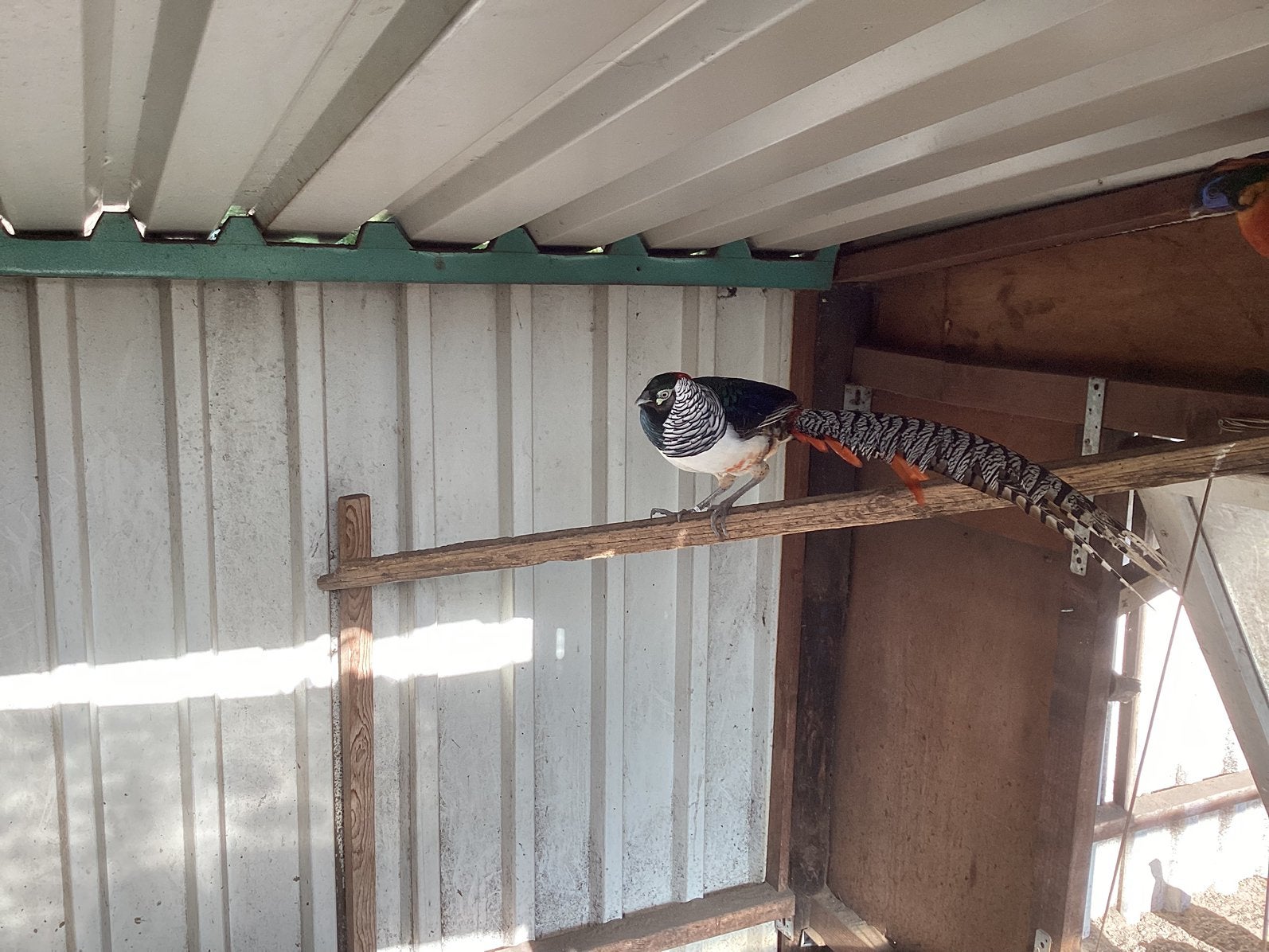 Fazanten, Meerdere dieren