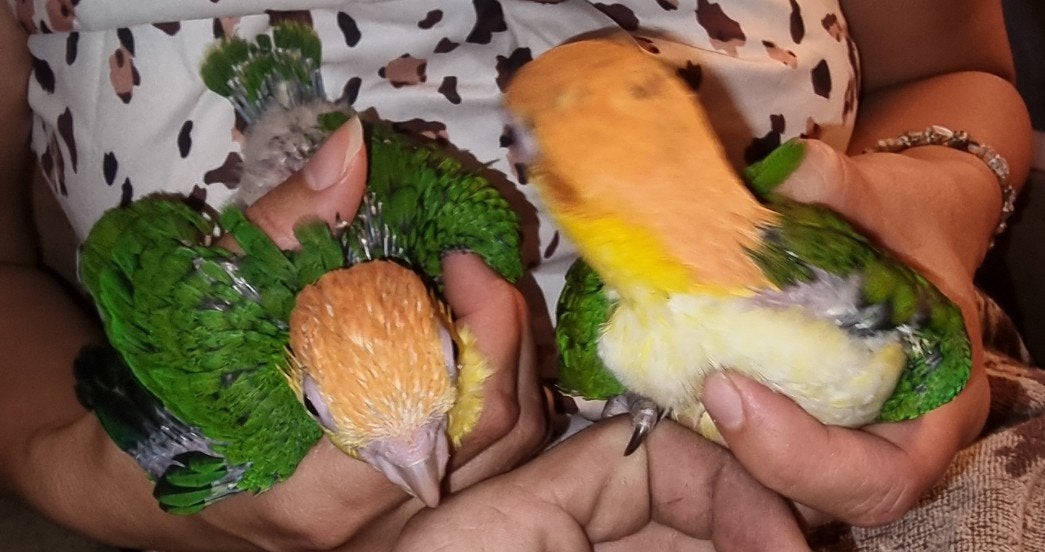jonge roestkop caiques, Geslacht onbekend, Papegaai, Geringd