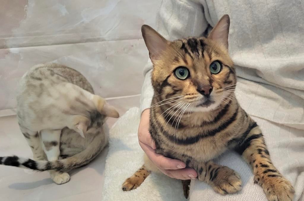 Raszuivere Bengaal mannetje Champion, Dieren en Toebehoren, Katten en Kittens | Raskatten | Korthaar, Kater, Ontwormd