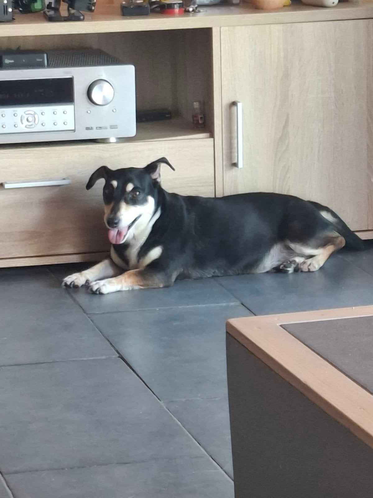 Baasje gezocht, Dieren en Toebehoren, Honden | Jack Russells en Terriërs, 6 jaar of ouder, Jack Russell Terriër, Reu, Eén hond