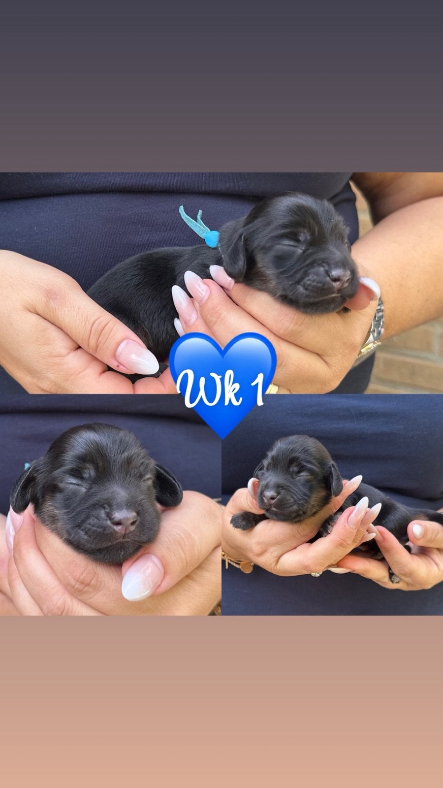 Zeer mooie dwergteckel pups kort en langharig, Dieren en Toebehoren, België, Fokker | Hobbymatig, 8 tot 15 weken, Dwerg