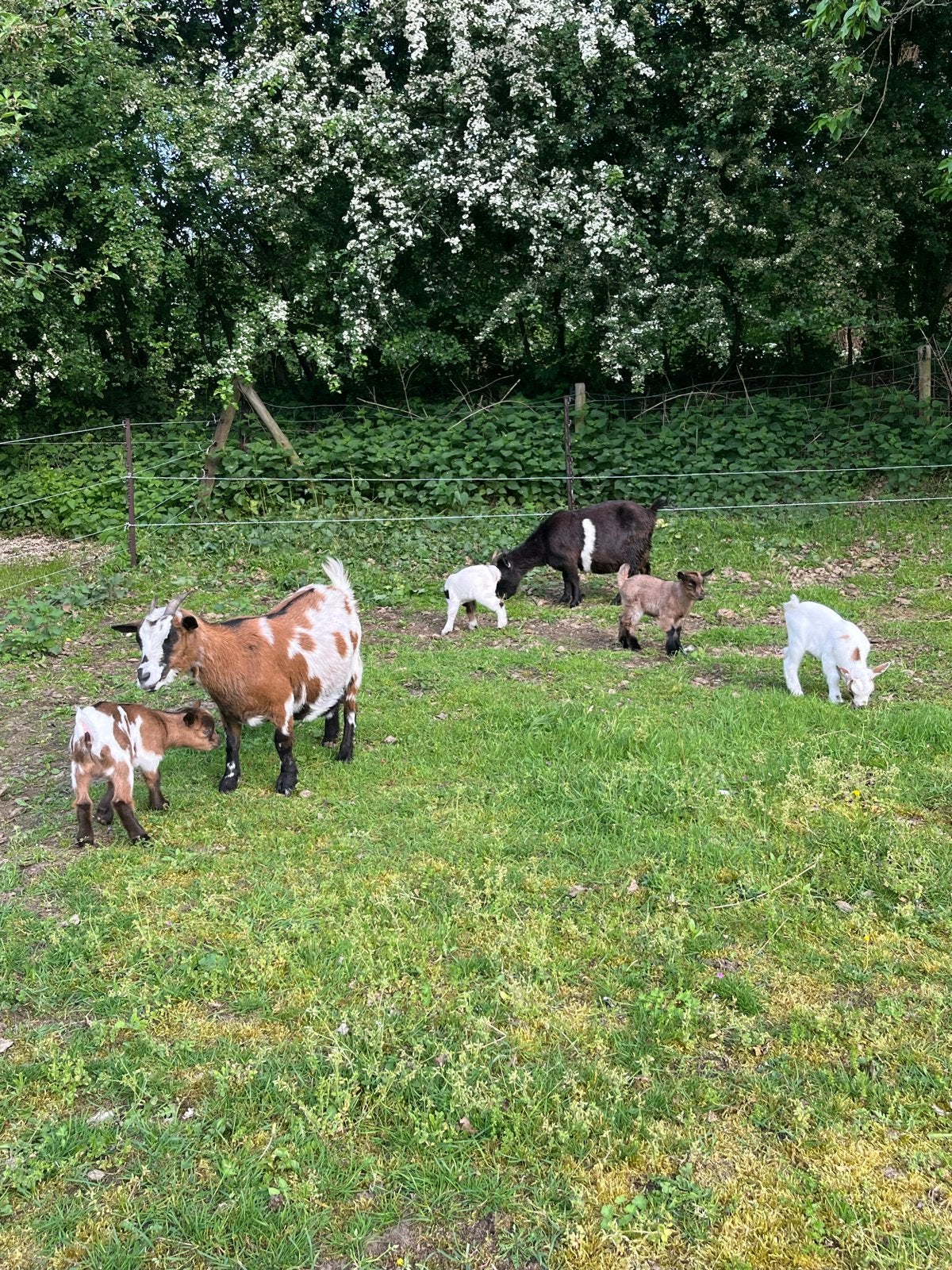 Laatste kans. Hele lieve bokjes, Dieren en Toebehoren, Mannelijk, Geit