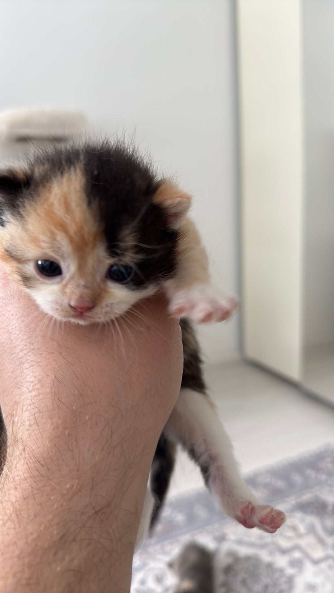 Britse Korthaar kitten, Dieren en Toebehoren, Geslacht onbekend, Kortharig