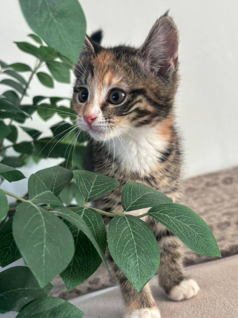 Kittens, Dieren en Toebehoren, Katten en Kittens | Overige Katten, Meerdere dieren