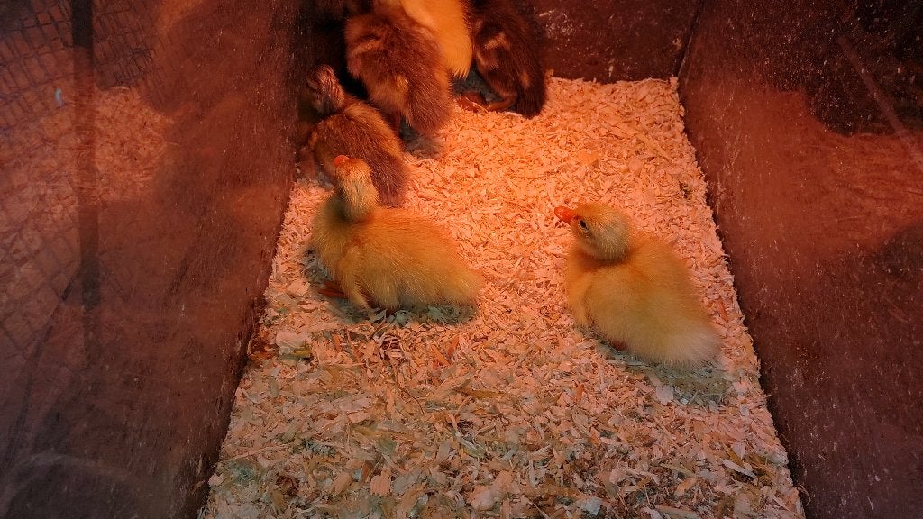 Handtamme loopeenden kuikens, Dieren en Toebehoren, Pluimvee, Geslacht onbekend, Eend