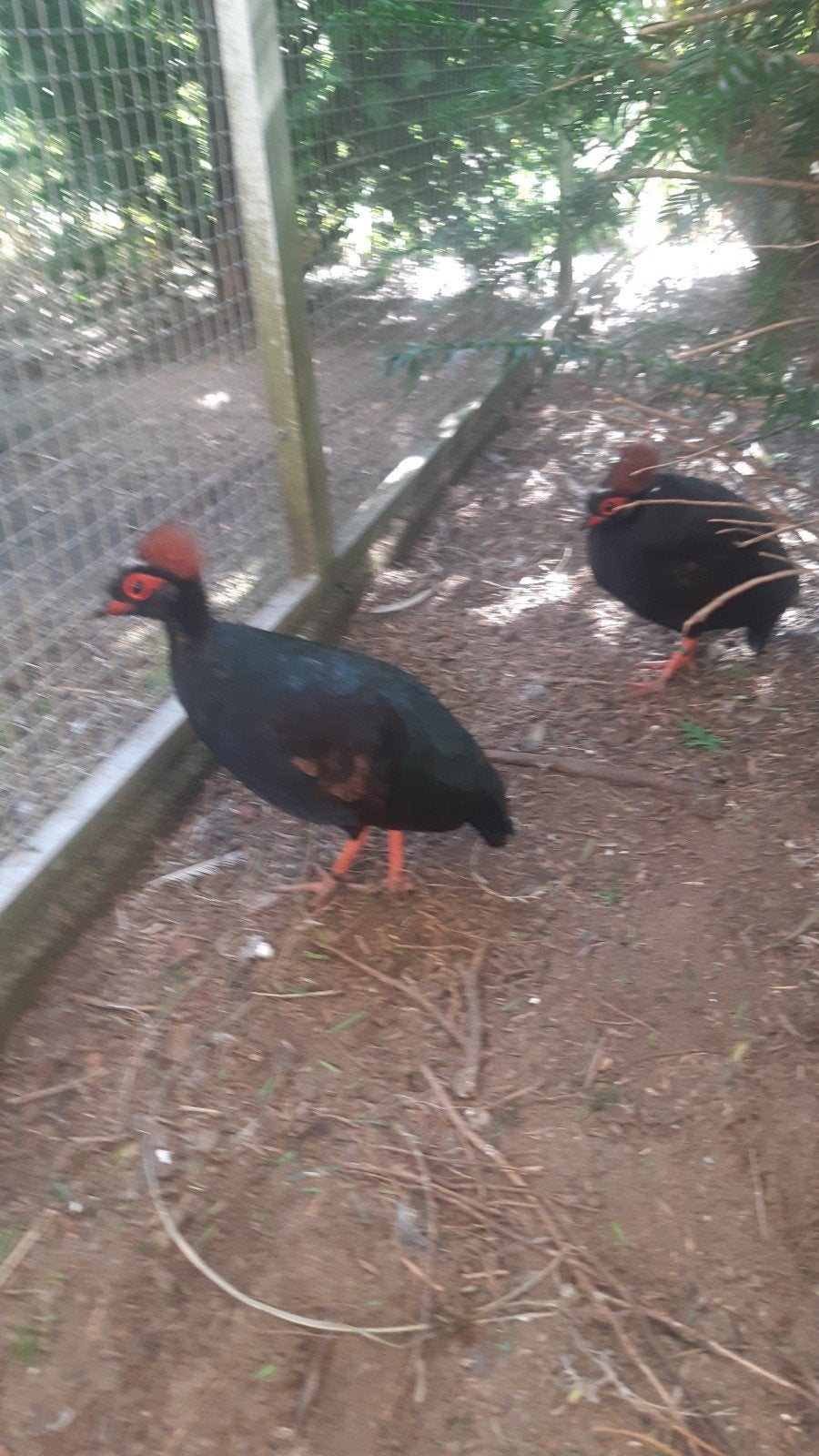 Haantje Roulroul, Dieren en Toebehoren, Mannelijk, Geringd